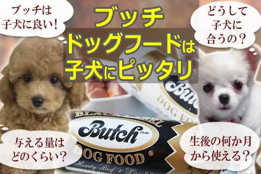 ブッチ子犬の量はコレ！何ヶ月からOK？体重別の与え方は！