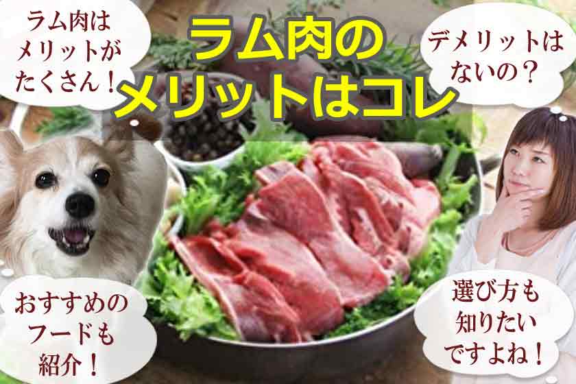 ラム肉のドッグフードで犬のメリットや効果を分かり易く解説