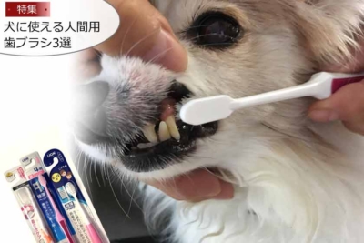 犬用歯ブラシを人間用で代用