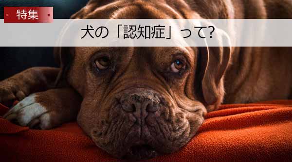 幸せ老犬生活 犬の 認知症 って 困った行動 ボケと決めつけないで