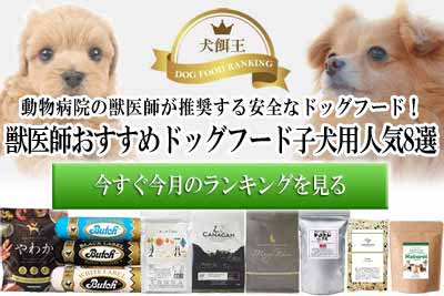 アイズワン老犬サプリの口コミ評判 白内障や涙やけに効果あるか検証