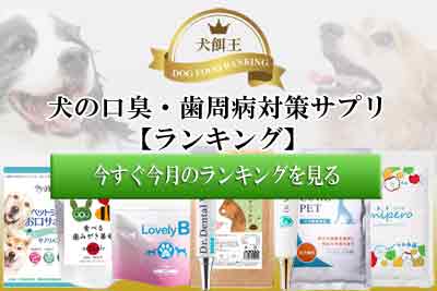 犬の白内障サプリランキング 犬の目が青白い時のおすすめ対策は