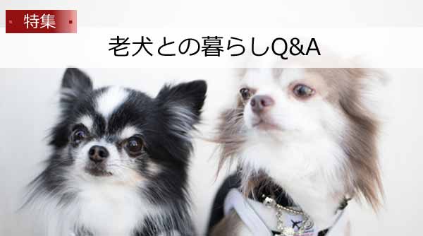 幸せ老犬生活 老犬との暮らしq A