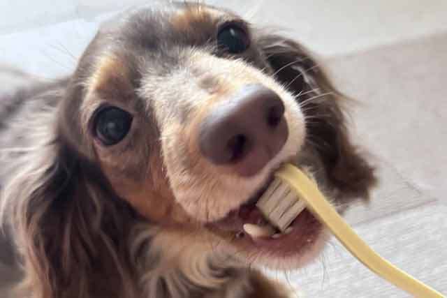 老犬の歯磨き
