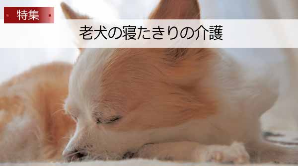 幸せ老犬生活 幸せ介護マニュアル5入浴の介護