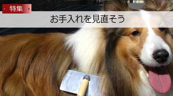 幸せ老犬生活 お手入れを見直そう