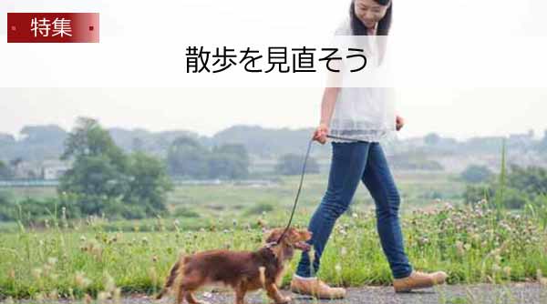 幸せ老犬生活 老犬の散歩を見直そう